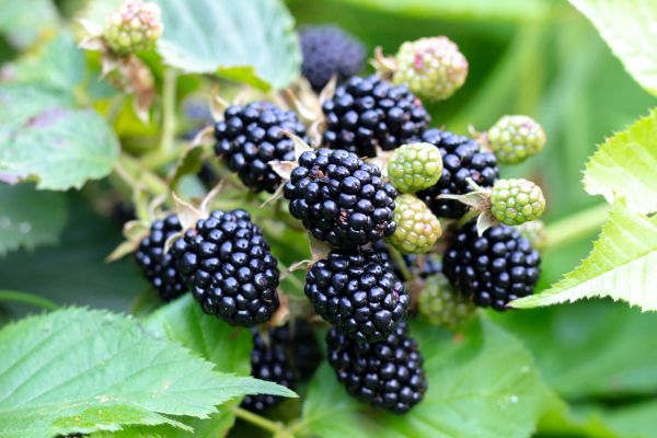 Blackberry Bush Removal in Van Nuys