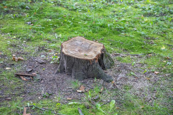 Bush Stump Removal in Van Nuys