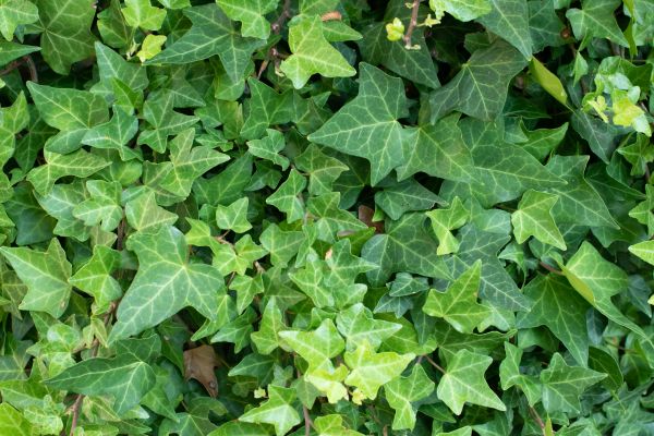 English Ivy Removal in Van Nuys