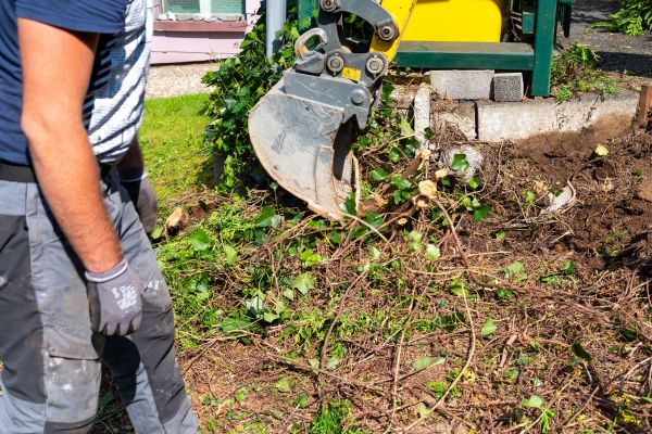 Hedge Removal Service in Van Nuys