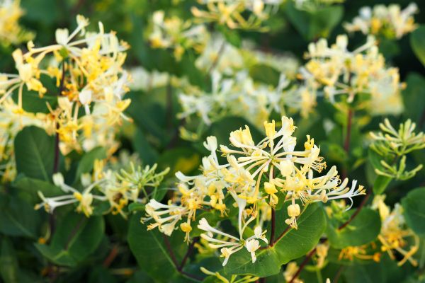 Honeysuckle Removal in Van Nuys