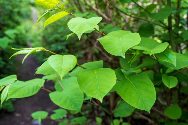 Invasive Plant Removal in Van Nuys