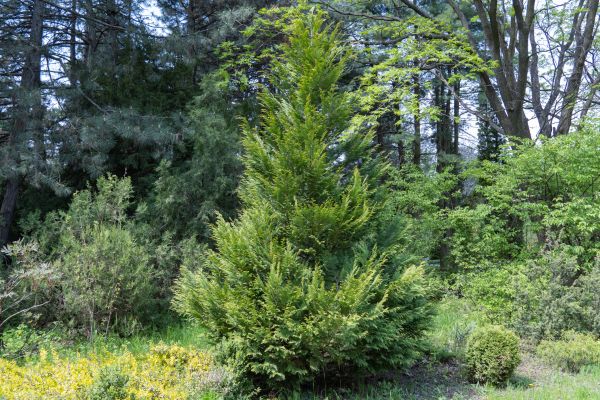 Juniper Pruning in Van Nuys