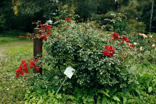 Rose Bush Removal in Van Nuys