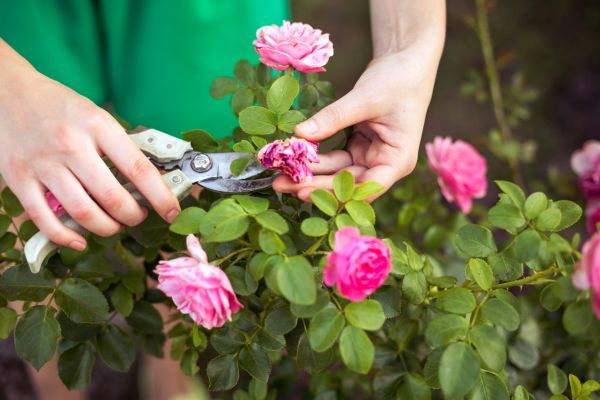 Rose Trimming in Van Nuys