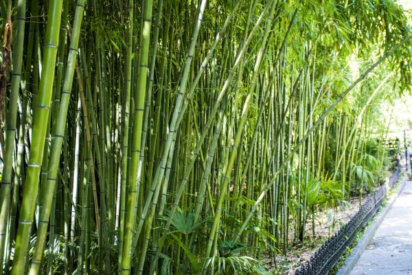 Bamboo Root Removal in Van Nuys