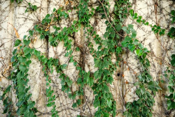 Vine Removal Service in Van Nuys