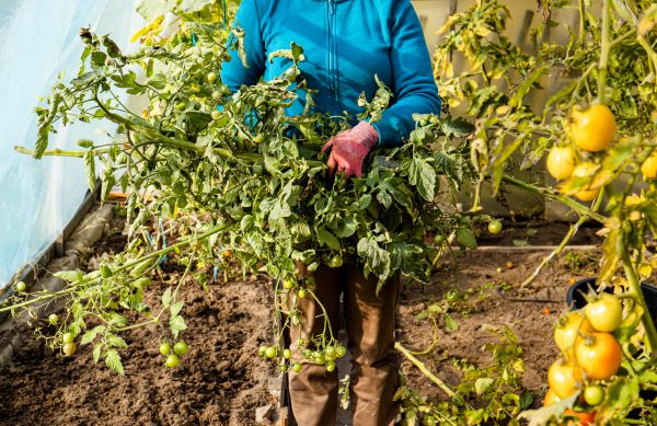 Garden Plant Removal in Van Nuys
