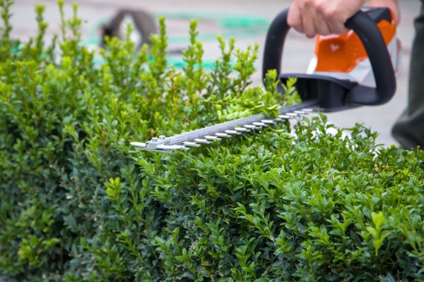 Hedge Shearing in Van Nuys