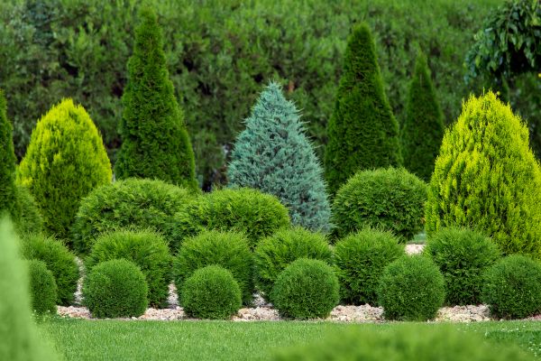 Shrub Shaping in Van Nuys