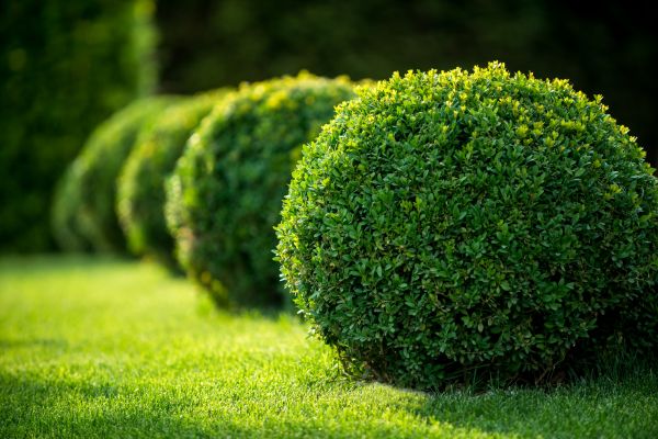 Bush Pruning in Van Nuys