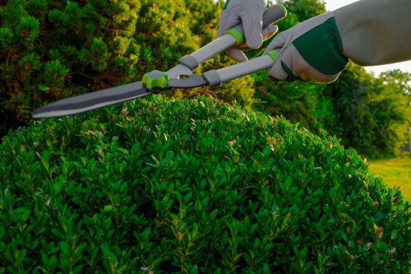Topiary Shearing in Van Nuys