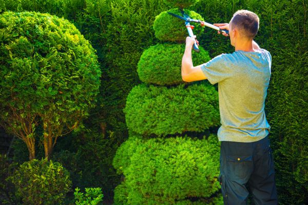 Topiary Shaping in Van Nuys