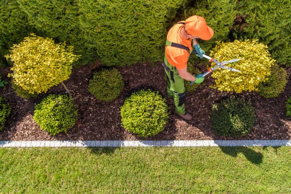 Topiary Trimming in Van Nuys