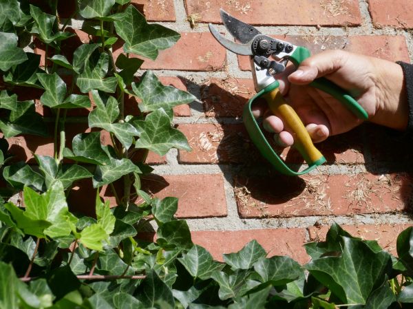 Ivy Removal Service in Van Nuys