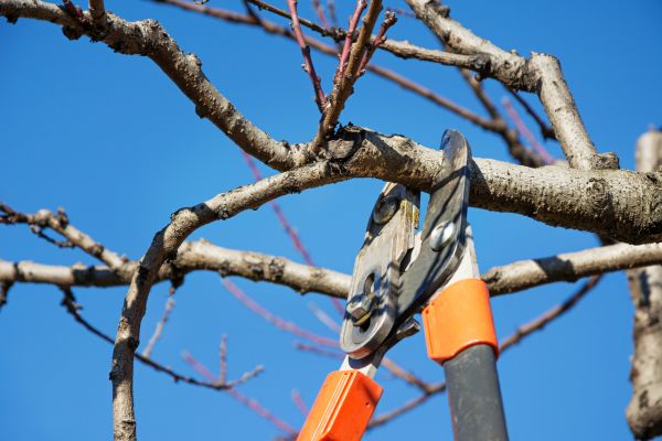 Selective Pruning in Van Nuys