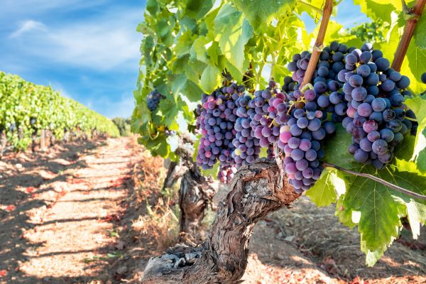 Grapevine Pruning in Van Nuys