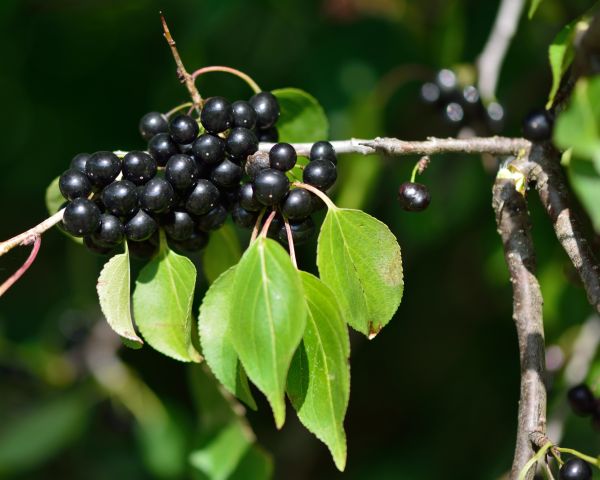 Buckthorn Removal in Van Nuys