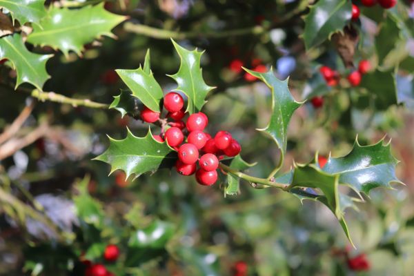 Holly Tree Trimming in Van Nuys
