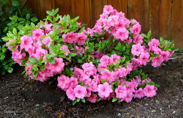 Azaleas Removal in Van Nuys