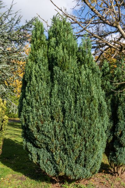 Juniper Trimming in Van Nuys