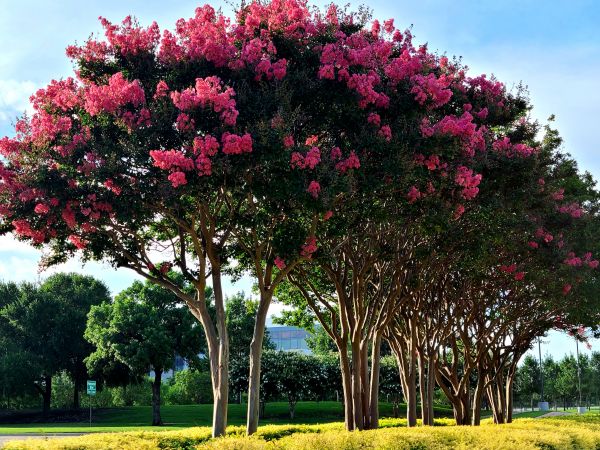 Crepe Myrtle Pruning in Van Nuys