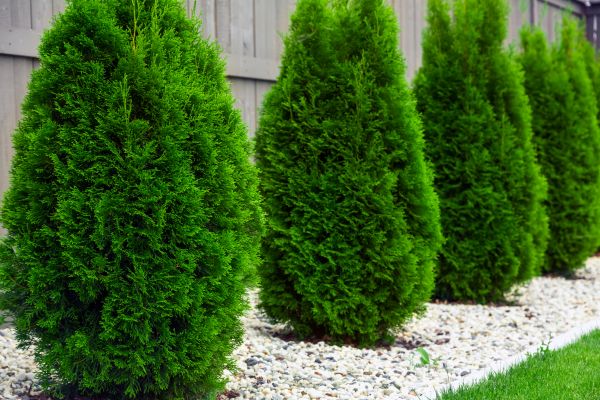 Arborvitae Pruning in Van Nuys