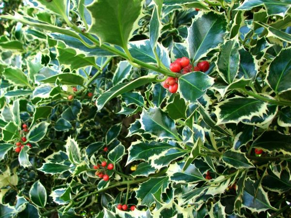 Holly Bushes Trimming in Van Nuys