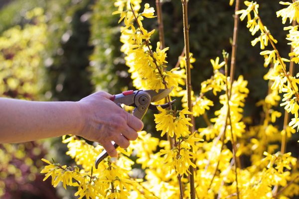 Forsythia Pruning in Van Nuys