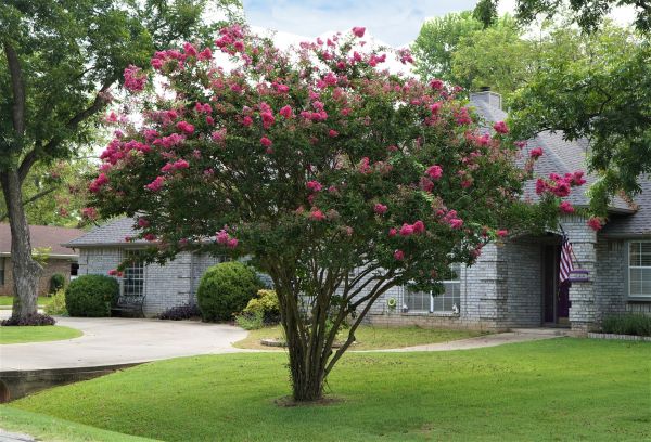 Crepe Myrtle Trimming in Van Nuys