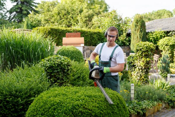 Shrubs Trimming in Van Nuys