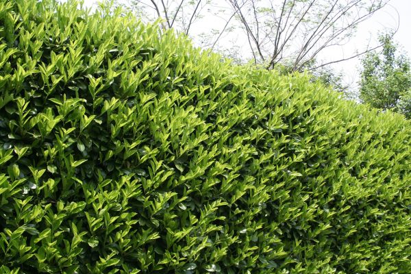 Laurel Shrub Removal in Van Nuys