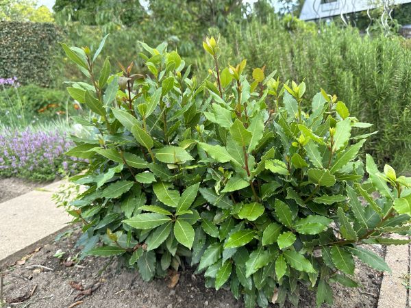 Laurel Hedge Removal in Van Nuys