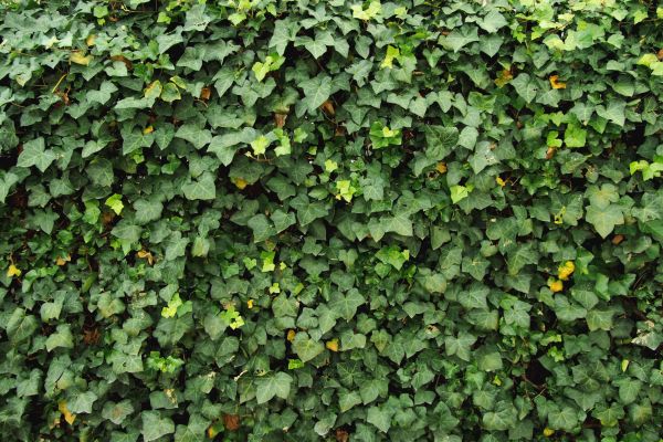 Ivy Pruning service in Van Nuys