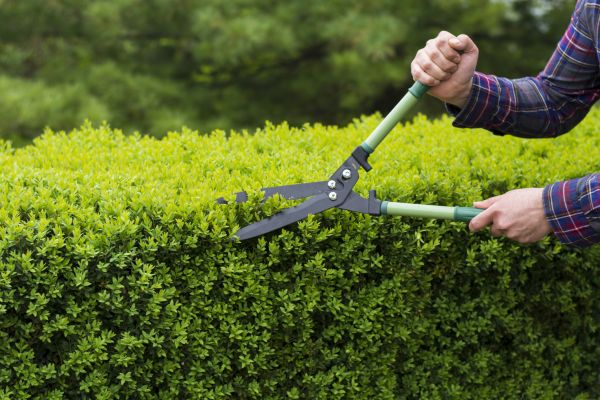 Evergreen Shrub Pruning in Van Nuys