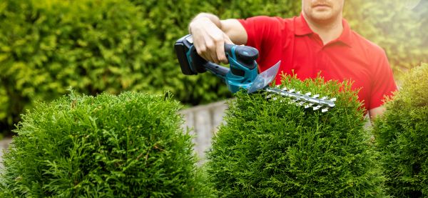 Hedge Shaping Service in Van Nuys