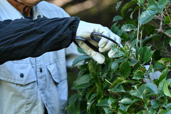 Holly Pruning in Van Nuys