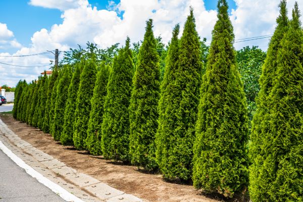 Arborvitae Shearing in Van Nuys