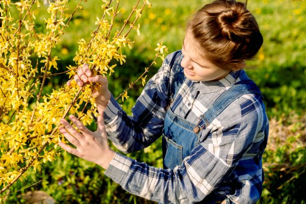 Forsythia Trimming in Van Nuys
