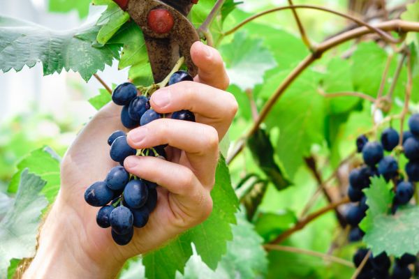 Vineyard Pruning in Van Nuys