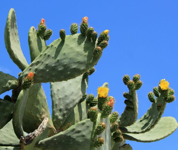 Cactus Removal in Van Nuys