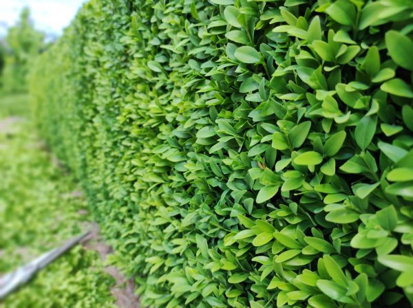 Boxwood Pruning in Van Nuys