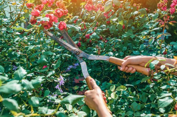 Knockout Roses Pruning in Van Nuys