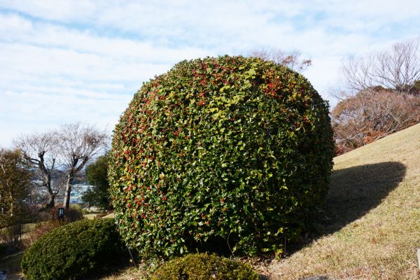 Holly Shrub Pruning in Van Nuys