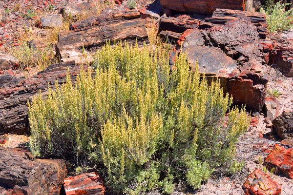 Sagebrush Removal in Van Nuys
