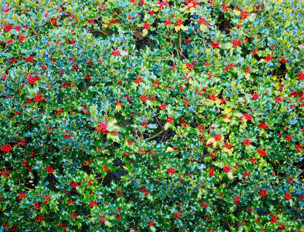 Holly Bush Removal in Van Nuys