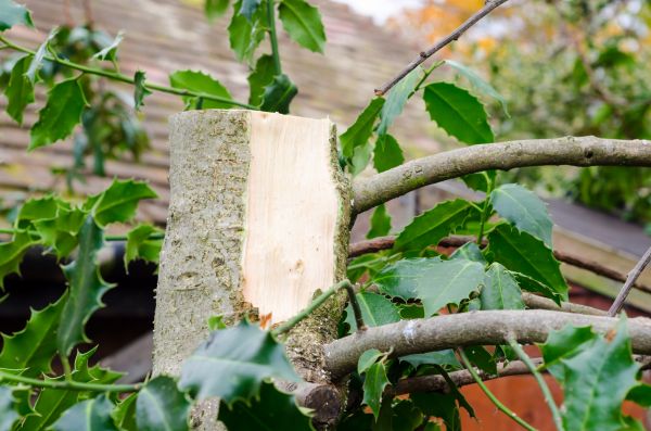 Holly Tree Removal in Van Nuys