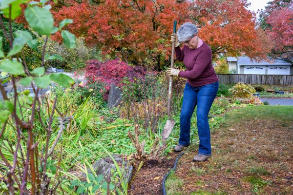Dead Bush Removal in Van Nuys