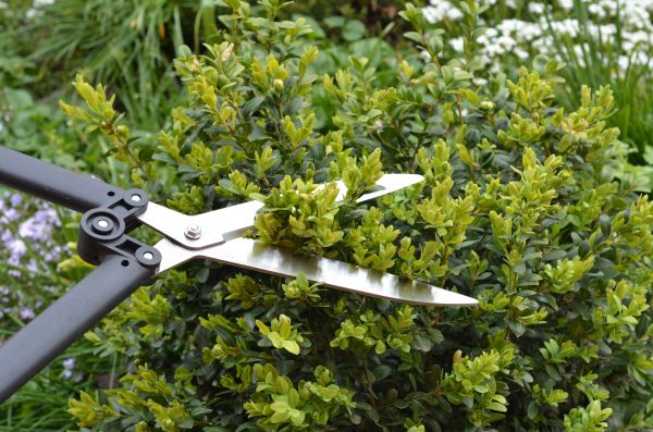 Boxwood Trimming in Van Nuys