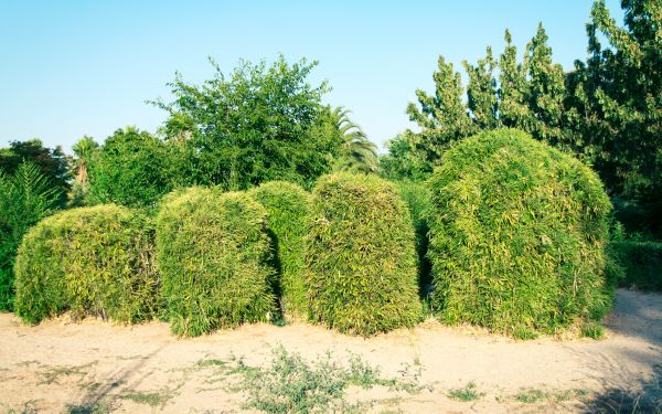 Bamboo Hedge Removal in Van Nuys